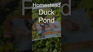 Simple DIY Homestead Duck Pond 🦆 💦 🦆