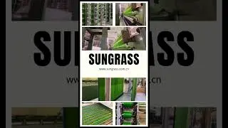 A Greener Future: SUNgrass