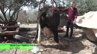 Veteriner Hekim Günlüğü programımız  Özet