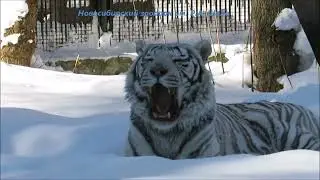 Бенгальский тигр Зао захотел поваляться в снегу 21.02.2022