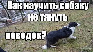 Как научить собаку не тянуть поводок / Дрессировка собак