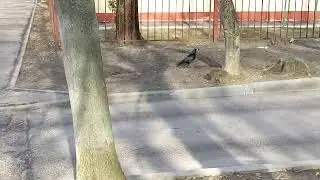 петух кеша