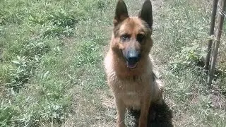 Meet the Thunder (Представляем Гром)