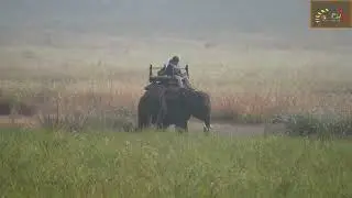 Elephant searching tiger in Kanha meadows