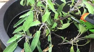 Salie snoeien, viooltjes verzorgen en zonnebloemen in bloempot