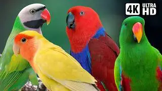 MOST BEAUTIFUL PARROTS OF ASIA 🦜 4K ULTRA HD RELAXING NATURE SOUNDS | STRESS RELIEF & CALM TIME 🌿