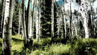 *ВЕСЕННИЕ БЕРЁЗЫ*  Футаж
