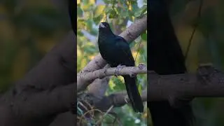Indian Birds captured by #nikoncreator Aman Sharma