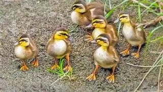 Shocking Moment: Duckling Eats a Water Strider! Where Did Mother Duck Go?