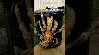 Coconut crabs can break your bones! 