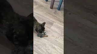 Котики Охотники #коои