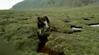 Snow leopard attack yak in Tibet