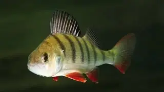 Окунь съёмка под водой...  SJCAM SJ4000