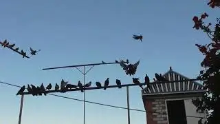 В гостях у Протасова (АРК город Саки)