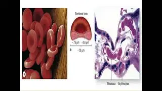 Histology erythrocyte