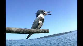 Kingfisher September 2021