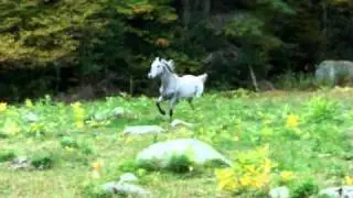 Horses Running-001.MOV