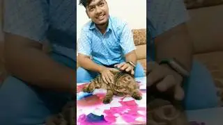 Cat Vlog 5 part 