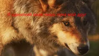 Песня против шерсти или я одинокий волк лишь луна мой друг grimz
