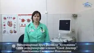 Ветеринарная клиника "Свой Доктор". Предновогодний совет от врача-кардиолога