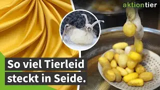 Seide: So viel Tierleid steckt drin (und Alternativen!)