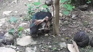 Muscovy duck mating
