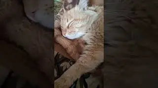 МАРСИК