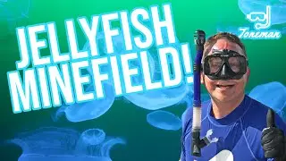 Snorkeling in Panama City Beach | Navigating a Jellyfish Minefield!