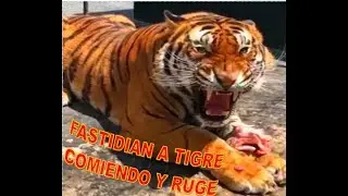 🐯📷 TIGRE SE ENOJA CUANDO LO GRABAN COMIENDO