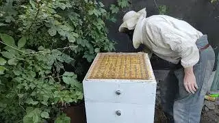 Семья на подсолнухе с одной и двух рамочек прошлогоднего расплода. 01.08.24