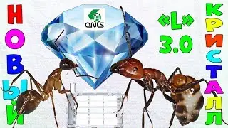 Assembly and review of the Crystal L 3.0 ant farm from 4ants.ru