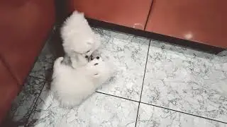 Белые щенки шпица- шилопопики Аля натурель 🐾Жизнь- Вечная борьба