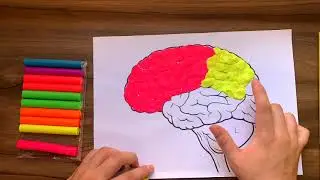 CEREBRO - PLASTILINA