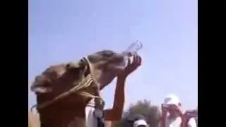 Верблюдам можно пить колу ? farruh_erkinov@list.ru