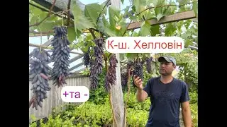 Хеловін 2025р