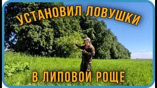 ПЕРЕСТАВЛЯЮ ЛОВУШКИ| Липовая роща| ловля роев
