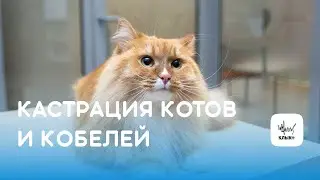 Кастрация котов и кобелей