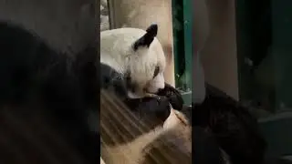 Панда 🐼 
