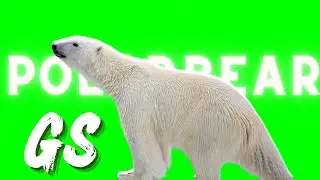 POLAR BEAR GREEN SCREEN ! 