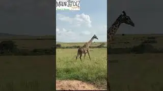 Kenya Masai mara. It’s more than just a safari.