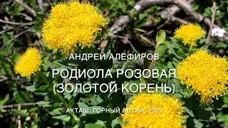 Rhodiola rosea (golden root). A.N. Alefirov