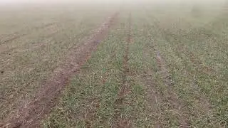 Озима пшениця 2019