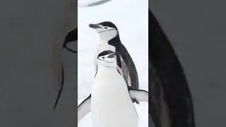 chinstrap penguin - Antarctica