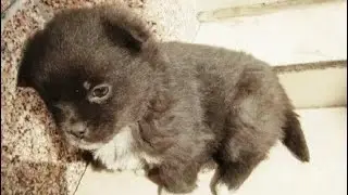 The old man picked up a weakened puppy on the street, but did not know who would grow out of it.