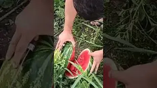 Херсонські Кавуни🍉🇺🇦