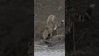 A treacherous encounter at the watering hole. Cheetah versus crocodile.