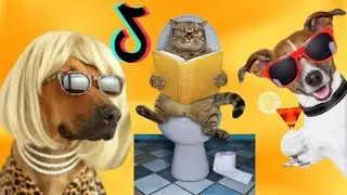 Os Vídeos de Animais Mais Engraçados do TikTok ⭐ Tente Não Rir destes Memes e Piadas