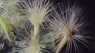 Веерные морские черви
