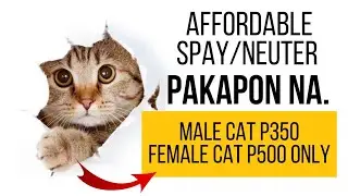 Murang Kapon para sa Pusa at Aso  Affordable Neuter Spay for Cats and Dogs