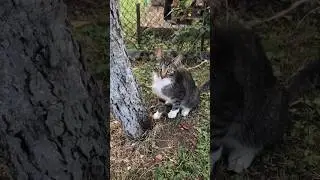 Cats are mysterious creatures that teach us to appreciate the beauty of the unknown #shorts